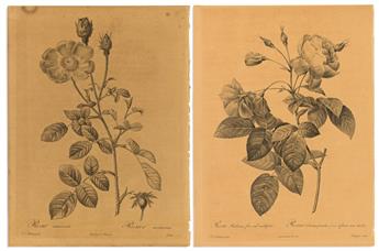 REDOUTE, PIERRE JOSEPH. Rosa Muscosa [and] Rosa Reclinata Flore Submultiplici.